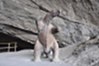 mylodon